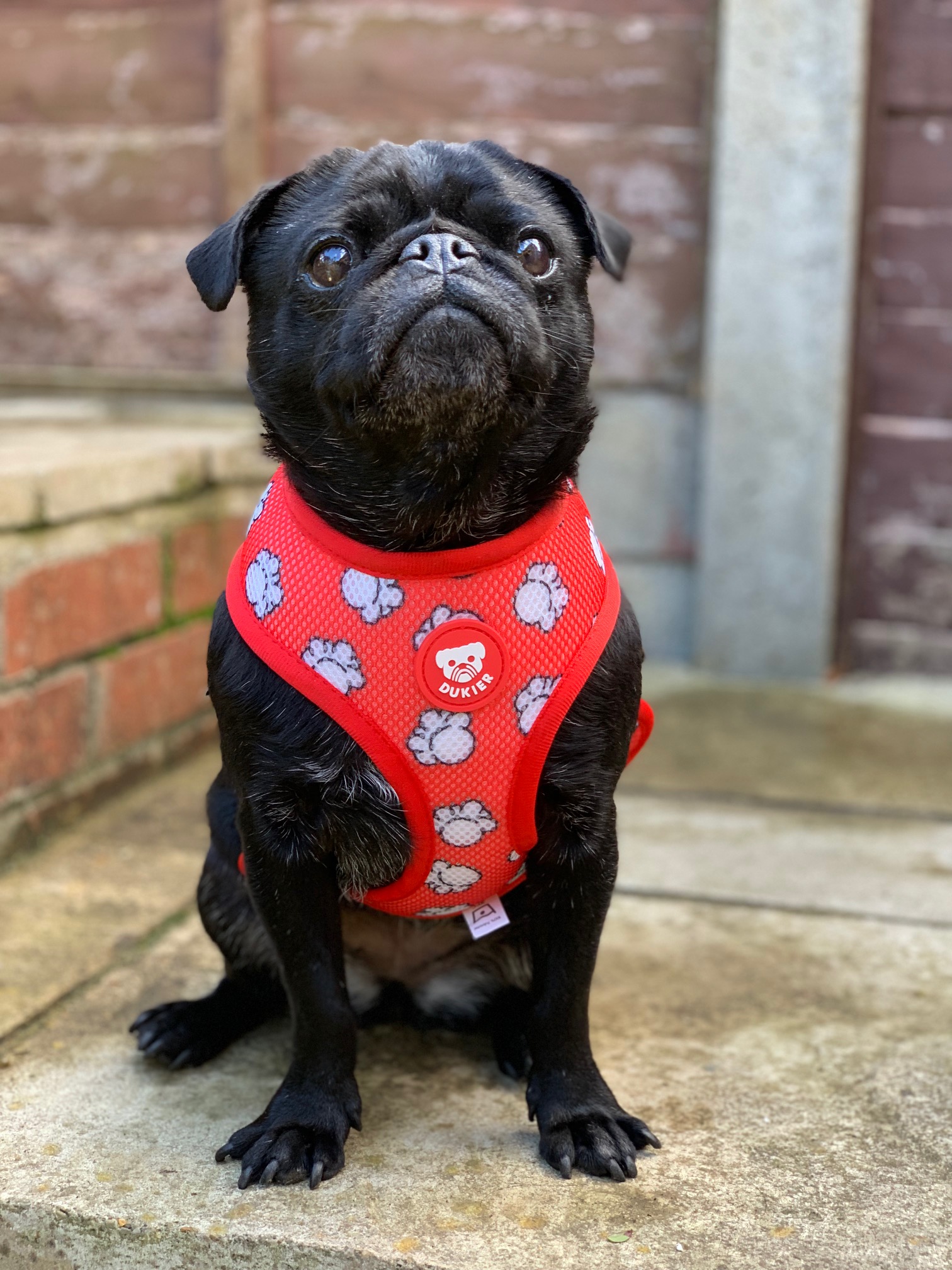 Dukier Popcorn Reversible Harness Size M